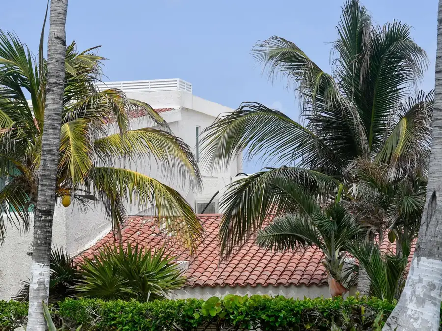 Tile roof among palm trees